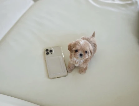 TOY POODLE BEBEKLERİM - 10449
