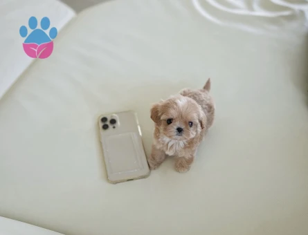 TOY POODLE BEBEKLERİM - 10449 - Görsel 3