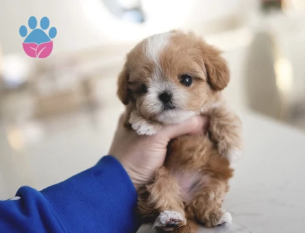 KOREAN TOY POODLE YAVRULARIM - 10450 - Görsel 2