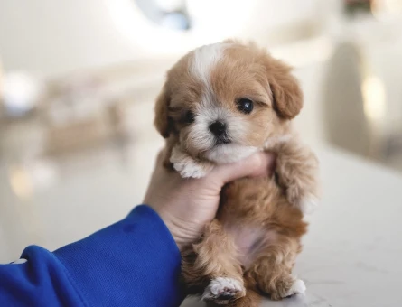 KOREAN TOY POODLE YAVRULARIM - 10450
