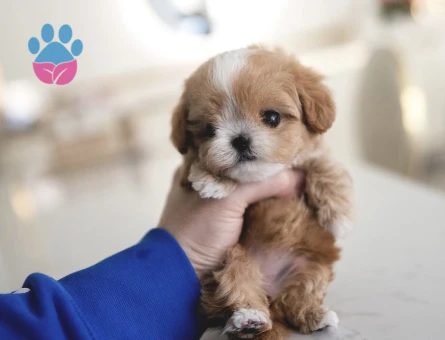 KOREAN TOY POODLE YAVRULARIM - 10450 - Görsel 3