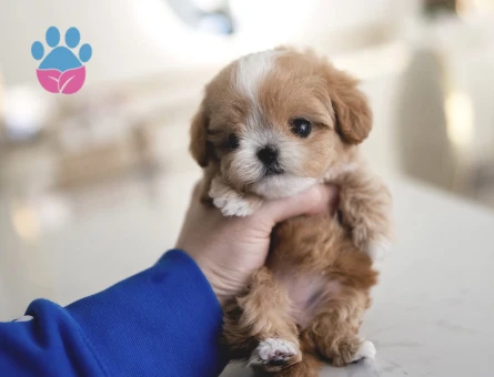 KOREAN TOY POODLE YAVRULARIM - 10450 - Görsel 4