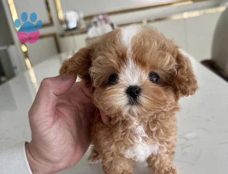 GERCEK TOY POODLE BEBEKLERİM - 10451 - Görsel 2