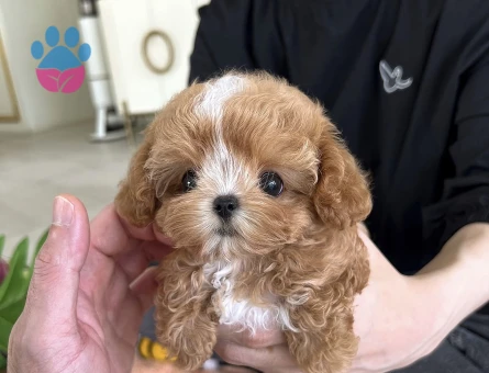 GERCEK TOY POODLE BEBEKLERİM - 10451 - Görsel 4