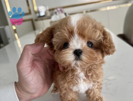 GERCEK TOY POODLE BEBEKLERİM - 10451 - Görsel 3