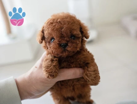 KOREAN TOY POODLE YAVRULARIM - 10452 - Görsel 2