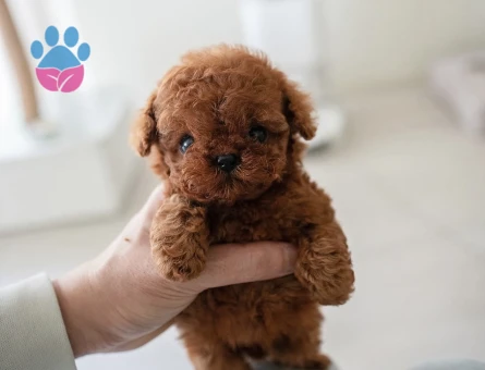 KOREAN TOY POODLE YAVRULARIM - 10452 - Görsel 3