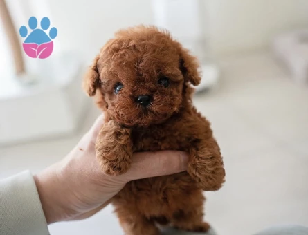 KOREAN TOY POODLE YAVRULARIM - 10452 - Görsel 4