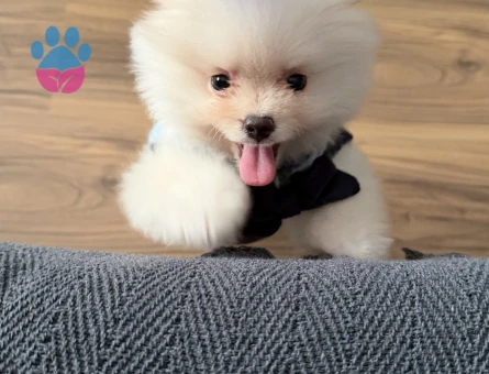 3,5 aylık orijinal ayı surat erkek pomeranian - 10453