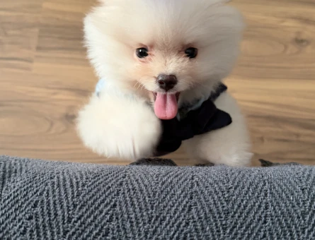 3,5 aylık orijinal ayı surat erkek pomeranian - 10453