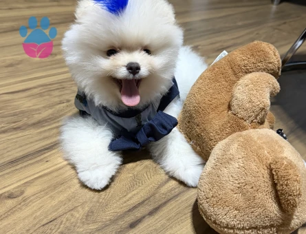 35 aylık orijinal ayı surat erkek pomeranian - 10453 - Görsel 3