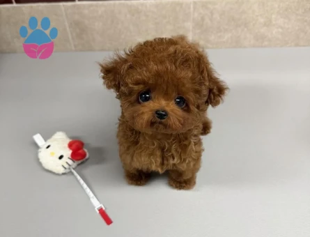SEVİMLİ TOY POODLE - 10454 - Görsel 3