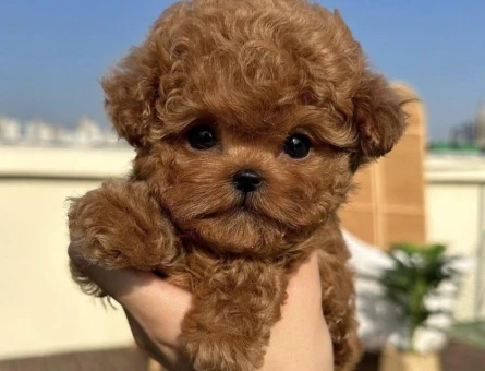 SEVİMLİ TOY POODLE - 10454