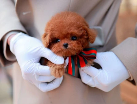 SEVİMLİ TOY POODLE - 10455