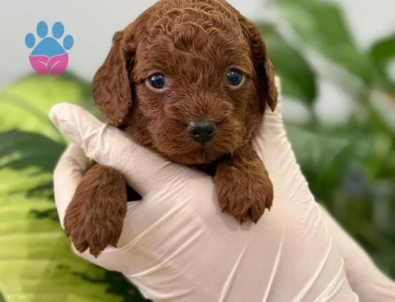 SEVİMLİMİ SEVİMLİ TOY POODLE - 10457 - Görsel 2