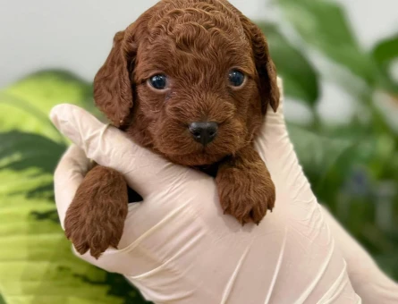 SEVİMLİMİ SEVİMLİ TOY POODLE - 10457