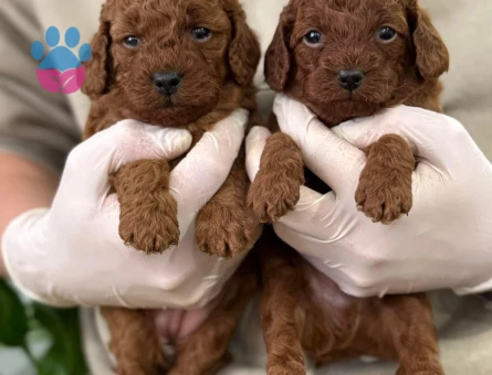 SEVİMLİMİ SEVİMLİ TOY POODLE - 10457 - Görsel 4