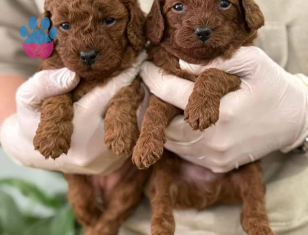 SEVİMLİMİ SEVİMLİ TOY POODLE - 10457 - Görsel 3