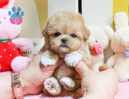 SEVİMLİ MALTİPOO - 10459