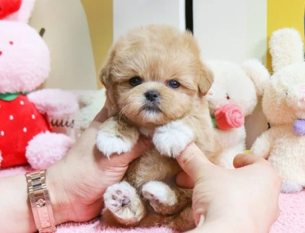 SEVİMLİ MALTİPOO - 10459