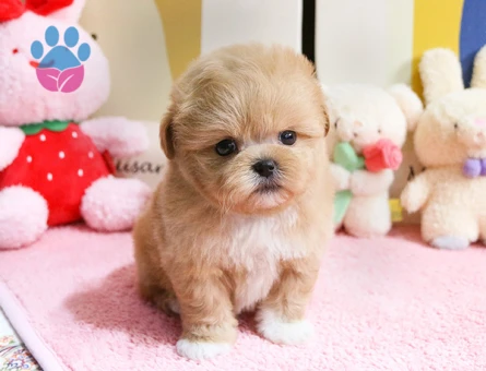 SEVİMLİ MALTİPOO - 10459 - Görsel 3