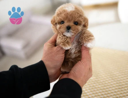 MALTİPOO FİNCAN BOY - 10461