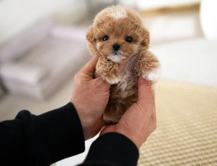 MALTİPOO FİNCAN BOY - 10461