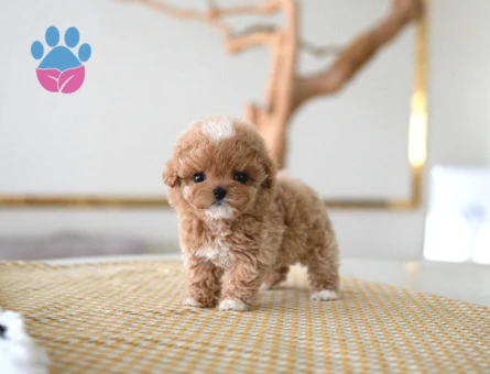 MALTİPOO FİNCAN BOY - 10461 - Görsel 4