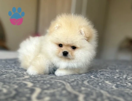 POMERANIAN ÜRETİM ÇİFTLİĞİNDEN - 10464