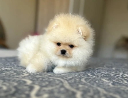 POMERANIAN ÜRETİM ÇİFTLİĞİNDEN - 10464