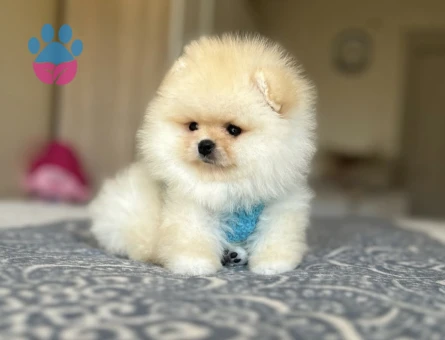 POMERANIAN ÜRETİM ÇİFTLİĞİNDEN - 10464 - Görsel 3