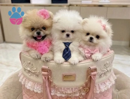 POMERANIAN ÜRETİM ÇİFTLİĞİNDEN - 10465