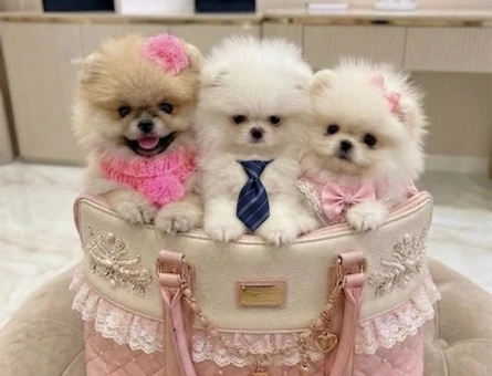 POMERANIAN ÜRETİM ÇİFTLİĞİNDEN - 10465