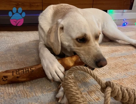 Eğitimli Labrador - 10469 - Görsel 2