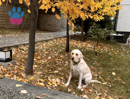 Eğitimli Labrador - 10469 - Görsel 3