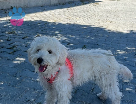 8 aylık maltipoo - 10470 - Görsel 2