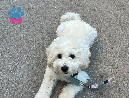 8 aylık maltipoo - 10470 - Görsel 3