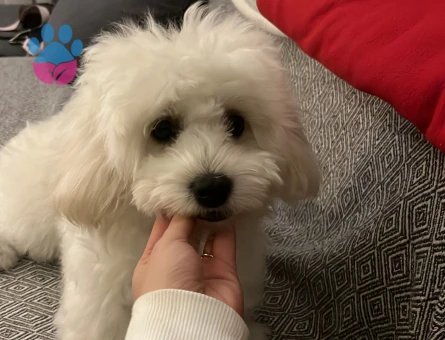 8 aylık maltipoo - 10470 - Görsel 4