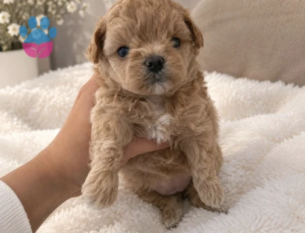 ANNE BABADAN ORGİNAL MALTIPOO - 10471
