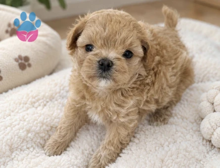 ANNE BABADAN ORGİNAL MALTIPOO - 10471 - Görsel 3