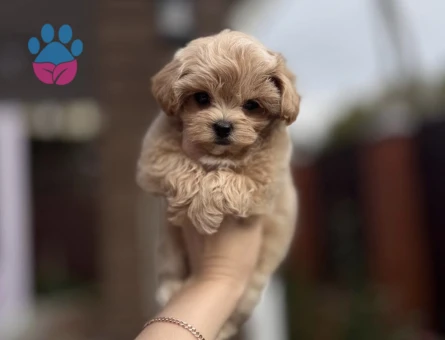 KOREAN BABY FACE MALTİPOO - 10472 - Görsel 3