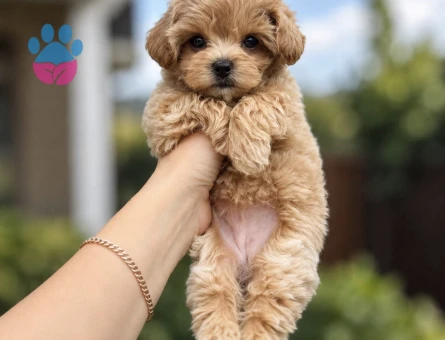 KOREAN BABY FACE MALTİPOO - 10472