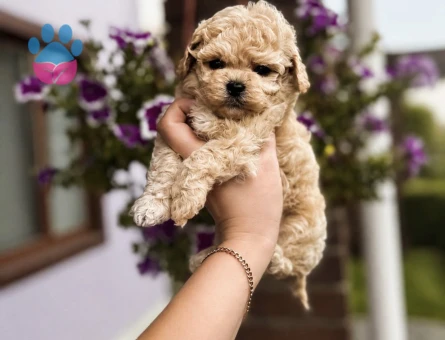 BRBEBK SURATLI ORGİNAL KOREAN MALTİPOOLAR - 10474