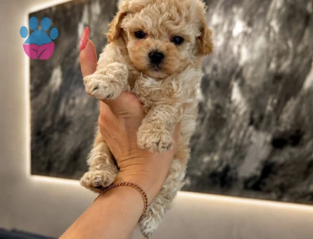 BRBEBK SURATLI ORGİNAL KOREAN MALTİPOOLAR - 10474 - Görsel 3