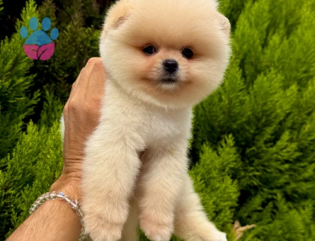 SAFKAN POMERANIAN YAVRULARI - 10486