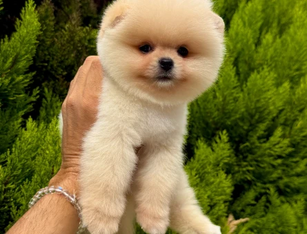 SAFKAN POMERANIAN YAVRULARI - 10486