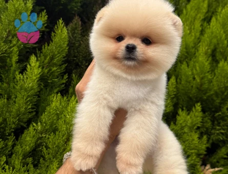 SAFKAN POMERANIAN YAVRULARI - 10486 - Görsel 4