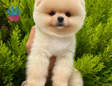 SAFKAN POMERANIAN YAVRULARI - 10486 - Görsel 3