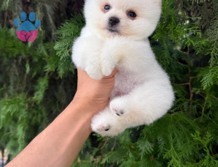 SAFKAN POMERANIAN YAVRULARI - 10487 - Görsel 4