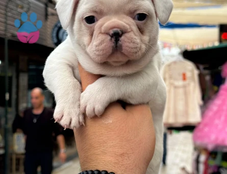 Fransız buldog - 10490 - Görsel 2